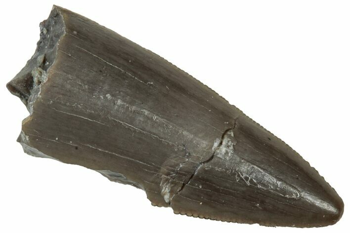 Serrated, Triassic Reptile (Postosuchus?) Tooth - Arizona #321043